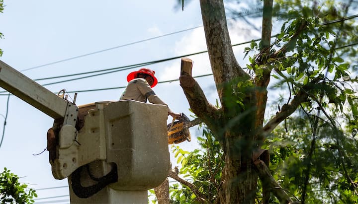 A tree care and maintenance worker in Suffolk County