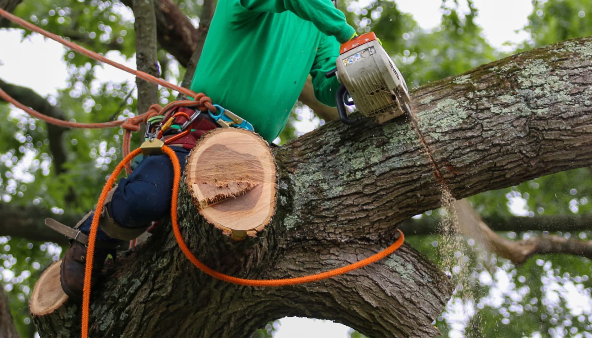 Local tree removal expert works in tree wearing work boots in Suffolk County, New York