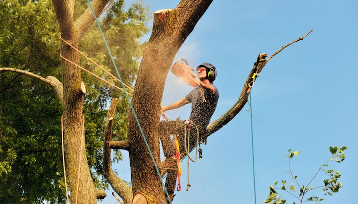 A tree removal contractor wears cool tinted safety shades in Suffolk County, New York