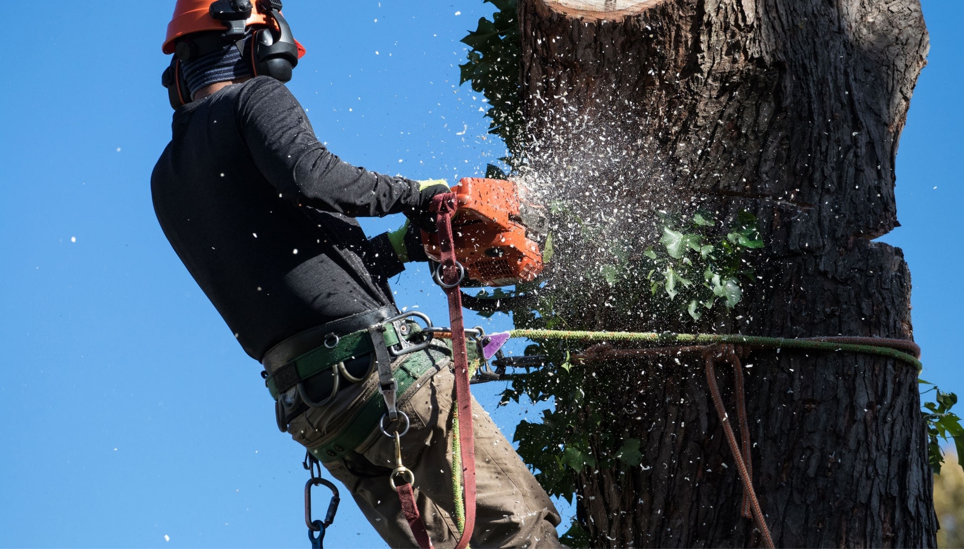 A tree removal solutions expert in Suffolk County works on high tree