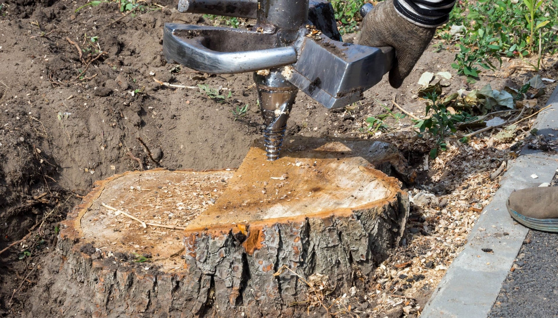 A tree has been removed revealing a tree stump during project in Suffolk County